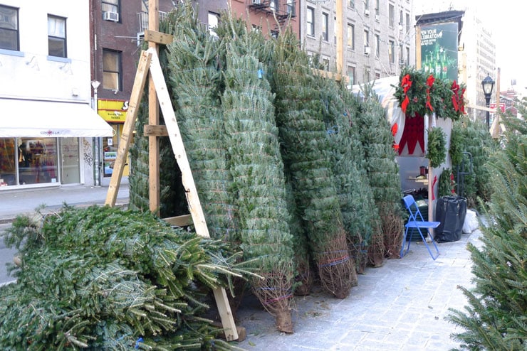 Ny流 クリスマスツリーを買う方法 Newyorker Magazine ニューヨーカーマガジン