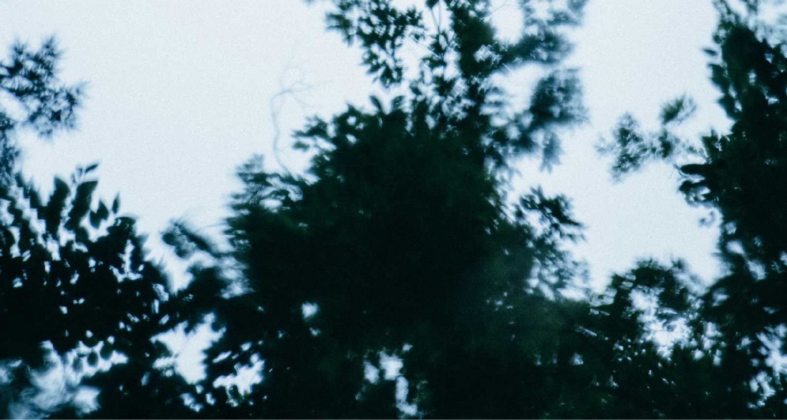 SIPULI image